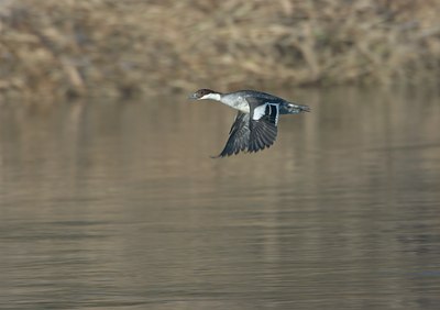 BUITEN BEELD Foto: 18010