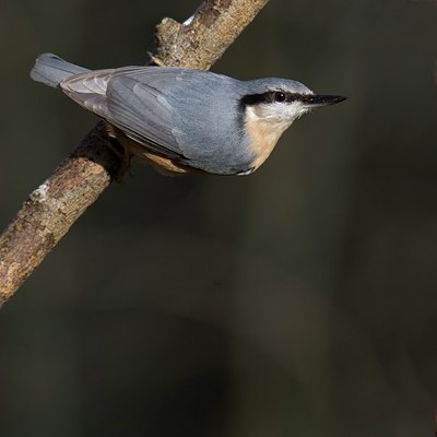 BUITEN BEELD Foto: 18018