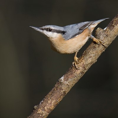 BUITEN BEELD Foto: 18019