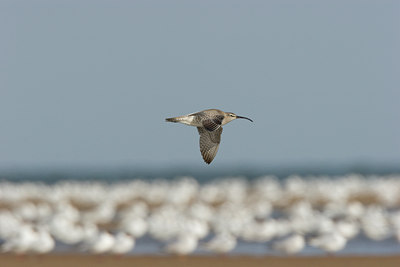 BUITEN BEELD Foto: 18039