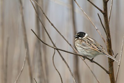 BUITEN BEELD Foto: 18042