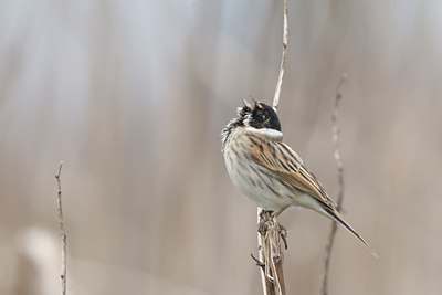 BUITEN BEELD Foto: 18043