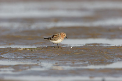 BUITEN BEELD Foto: 18057