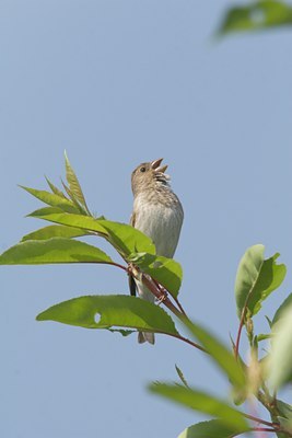 BUITEN BEELD Foto: 18059