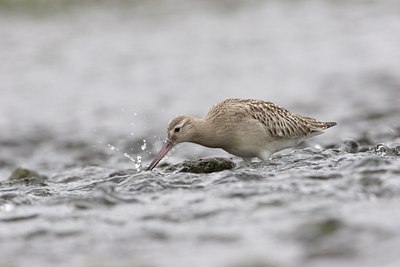 BUITEN BEELD Foto: 18065