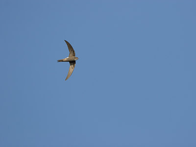 BUITEN BEELD Foto: 18069