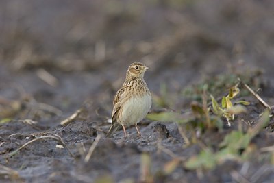 BUITEN BEELD Foto: 18105