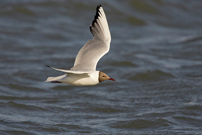 BUITEN BEELD Foto: 18117