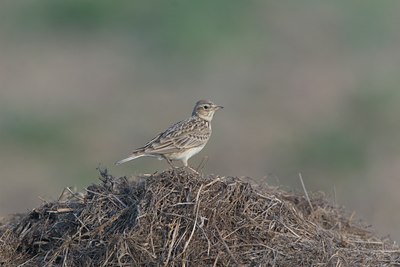 BUITEN BEELD Foto: 18118