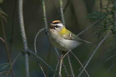 BUITEN BEELD Foto: 18131