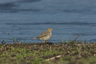 BUITEN BEELD Foto: 18135