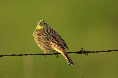 BUITEN BEELD Foto: 18234