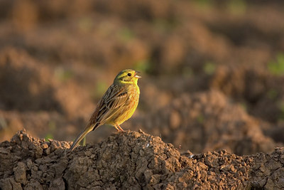 BUITEN BEELD Foto: 18239