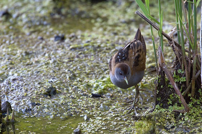 BUITEN BEELD Foto: 18243