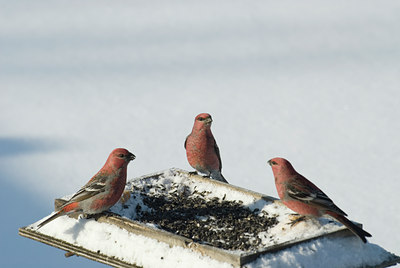 BUITEN BEELD Foto: 18244