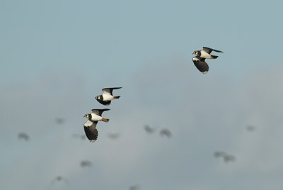 BUITEN BEELD Foto: 18253