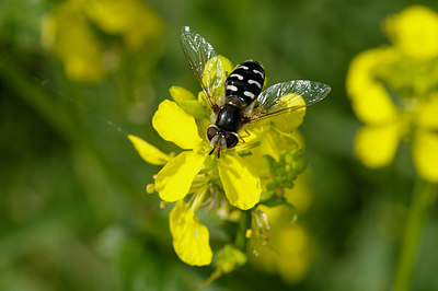 BUITEN BEELD Foto: 18256