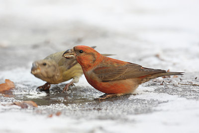 BUITEN BEELD Foto: 18262