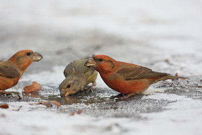 BUITEN BEELD Foto: 18263