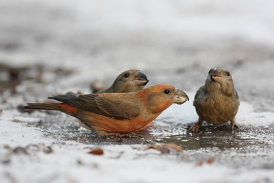 BUITEN BEELD Foto: 18264