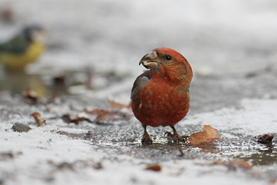 BUITEN BEELD Foto: 18267