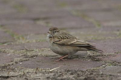 BUITEN BEELD Foto: 18269