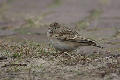 BUITEN BEELD Foto: 18270