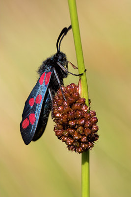 BUITEN BEELD Foto: 18277