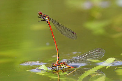 BUITEN BEELD Foto: 18280