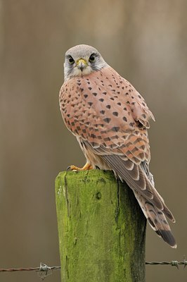 BUITEN BEELD Foto: 18301
