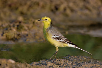 BUITEN BEELD Foto: 18340