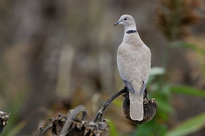 BUITEN BEELD Foto: 18345