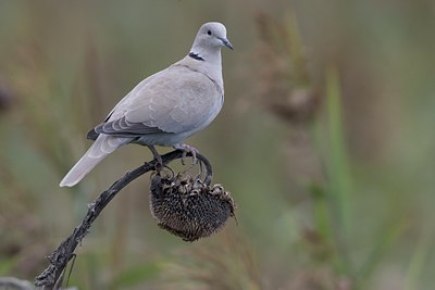 BUITEN BEELD Foto: 18346