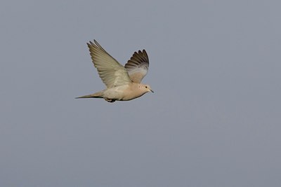 BUITEN BEELD Foto: 18347