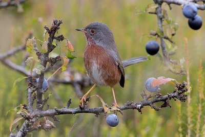 BUITEN BEELD Foto: 18360