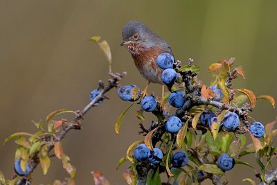BUITEN BEELD Foto: 18364