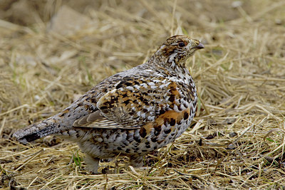 BUITEN BEELD Foto: 18384