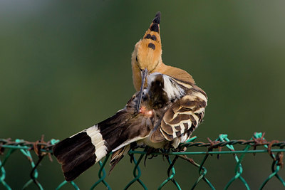 BUITEN BEELD Foto: 18391