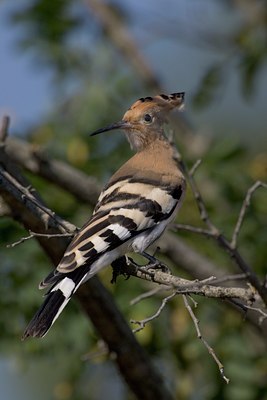 BUITEN BEELD Foto: 18394