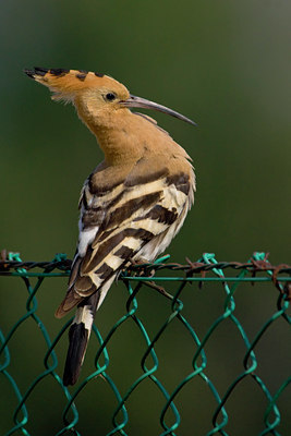 BUITEN BEELD Foto: 18405