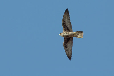 BUITEN BEELD Foto: 18408