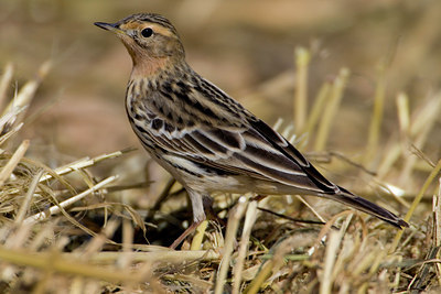 BUITEN BEELD Foto: 18456