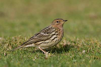 BUITEN BEELD Foto: 18460