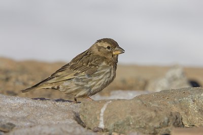 BUITEN BEELD Foto: 18470