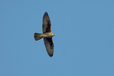 BUITEN BEELD Foto: 18478