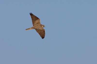 BUITEN BEELD Foto: 18482