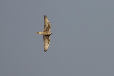 BUITEN BEELD Foto: 18487