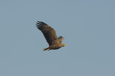 BUITEN BEELD Foto: 18624