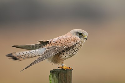 BUITEN BEELD Foto: 18673
