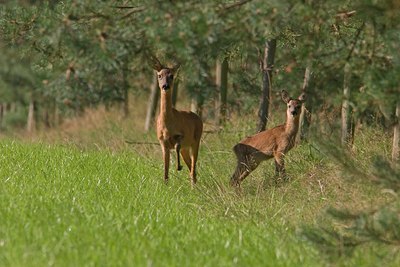 BUITEN BEELD Foto: 18686